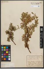 Foto von Salix retusa L.